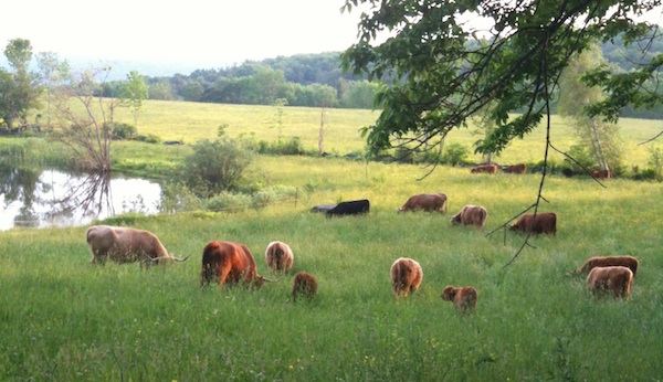 At the pond